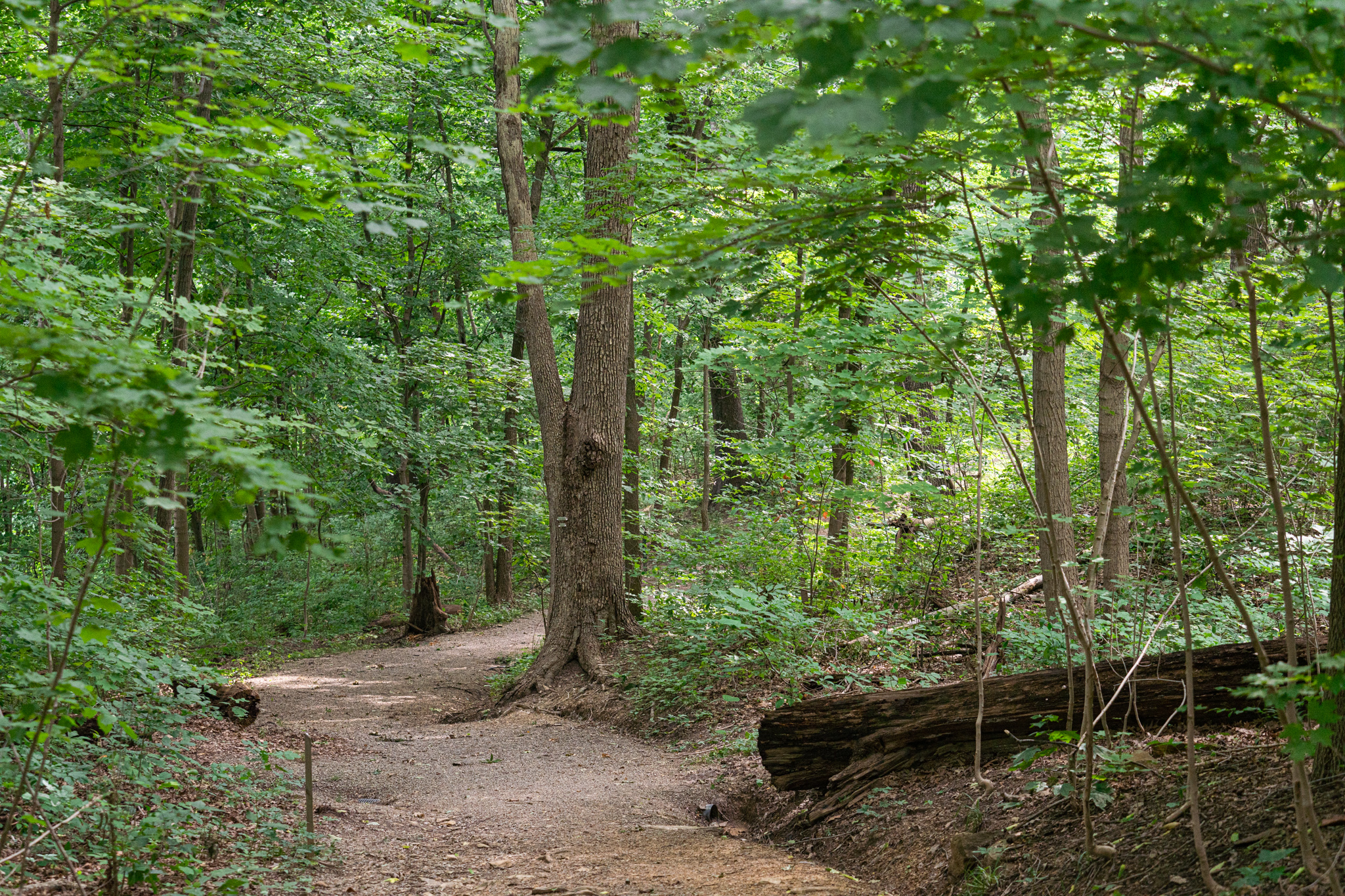 WVU Core Arboretum hosts spring nature events